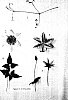 Clematis%20viticella%20%27Evipo006%27