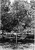 Juglans%20nigra%20L.%20%27Beineke%2013%27