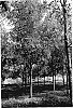 Juglans%20nigra%20L.%20%27Beineke%2012%27