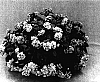 Impatiens%20wallerana%20%27Cameo%20Burgundy%20Surprise%27