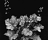 Heuchera%20hybrid%20%27Peach%20Melba%27
