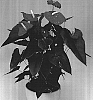 Anthurium%20andreanum%20L.%20%27Anthbnzl%27