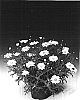 Argyranthemum%20frutescens%20%27Argymonwi%27