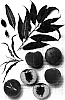 Prunus%20persica%20%27GP-27%27