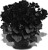 Pelargonium%20domesticum%20%27Elegance%20Burgundy%27