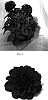 Dahlia%20variabilis%20%27Dapared%27