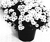 Chrysanthemum%20morifolium%20%27ATH%20THREE%20YTLG%27