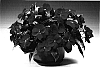 Impatiens%20hawkeri%20%27Ingscar%27