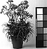 Dianthus%20caryophyllus%20%27CRPC%20Unforgettable%27