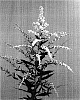 Solidago%20sp.%20%27Dansol21%27