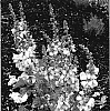 Verbascum%20hybrid%20%28%28V.%20phoeniceum%20x%20dumulosum%29%20x%20V.%20sp.%20%27Sierra%20Sunset%27