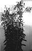Angelonia%20hybrid%20%27Ansky%27
