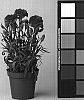 Dianthus%20caryophyllus%20%27CFPC%20Lipstick%27