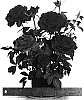 Rosa%20hybrida%20%27WEKcrying%27