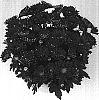 Chrysanthemum%20morifolium%20%27Swing%20Time%20Red%27
