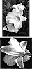 Hemerocallis%20%28Kaempfer%29%20hybrida%20%27Going%20Bananas%27