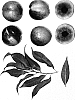 Prunus%20persica%20%27LATE%20BRIGHT%27