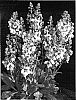 Verbascum%20hybrid%20%28%28phoeniceum%20x%20dumulosum%29%20x%20phoeniceum%29%29%20%27Honey%20Dijon%27