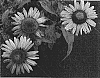 Echinacea%20purpurea%20%27Green%20Eyes%27