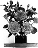 Rosa%20hybrida%20%27WEKlezpat%27