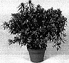 Rhododendron%20simsii%20x%20Rhododendron%20stenopetalum%20linearifolium%20%27Kinku%20Saku%27