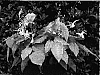 Epimedium%20davidii%20x%20leptorrhizum%20%27FIRE%20DRAGON%27