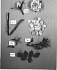 Rosa%20hybrida%20%27KORpagbel%27