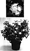 Ageratum%20houstonianum%20%27Sage80091%27