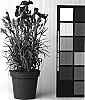 Dianthus%20caryophyllus%20%27CFPC%20Lahana%27