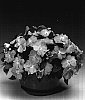 Impatiens%20hawkeri%20%27Ingorch%27