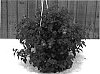 Torenia%20sp.%20%27Dantohoneymon%27