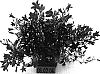 Campanula%20portenschlagiana%20%27PKMP05%27