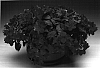 Impatiens%20walleriana%20%27Imtraoran%27