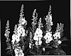 Verbascum%20hybrid%20%27Sunshine%20Spires%27