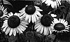 Echinacea%20purpurea%20%27Hope%27