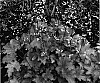 Heuchera%20hybrid%20%27Peach%20Flamb%C3%83%C2%A9%20%27