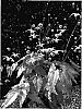 Epimedium%20wushanense%20x%20flavum%20%27AMBER%20QUEEN%27
