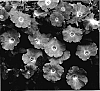 Petunia%20hybrida%20%27Jam%20Lavertwo%27