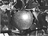 Malus%20communis%20Mill.%20%27Nicoter%27
