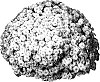 Chrysanthemum%20morifolium%20%27GEDI%20THREE%20GEN%27