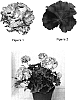 Pelargonium%20x%20hortorum%20%27Faith%27