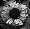 Echinacea%20purpurea%20%27Fancy%20Frills%27