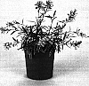 Gaura%20lindheimeri%20%27Gauheha%27