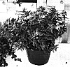 Cuphea%20llavea%20x%20procumbens%20%27FLAMENCO%20RUMBA%27
