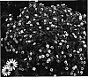Sanvitalia%20procumbens%20%27San%20Yel%27