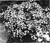 Diascia%20barberae%20%27Dala%20Litpink%27
