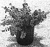 Lagerstroemia%20indica%20x%20L.%20fauriei%20%27Gamad%20II%27