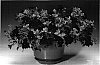 Petunia%20hybrida%20%27Petgrabl%27