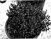 Lagerstroemia%20indicia%20x%20L.%20fauriei%20%27Gamad%20IV%27