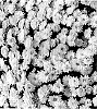 Chrysanthemum%20morifolium%20%27GEDI%20THREE%20YKIS%27